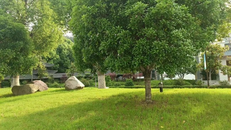 大型工程苗木定制种植：成本构成与考量因素